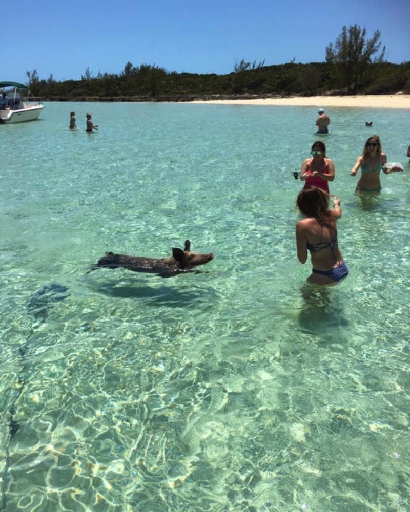 We will boat to a picture perfect beautiful island beach, where you can feed, swim, and interact with these extraordinary pigs.