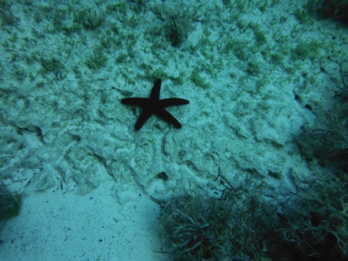 guided family snorkeling tours in northern eleuthera