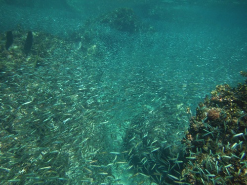 guided family snorkeling tours in northern eleuthera