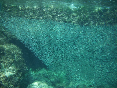 guided family snorkeling tours in northern eleuthera guided family snorkeling tours in northern eleuthera