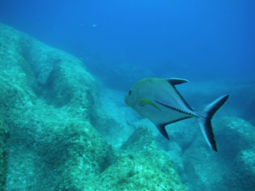 guided family snorkeling tours in northern eleuthera guided family snorkeling tours in northern eleuthera