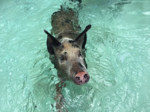 boat for bahama swimming pigs